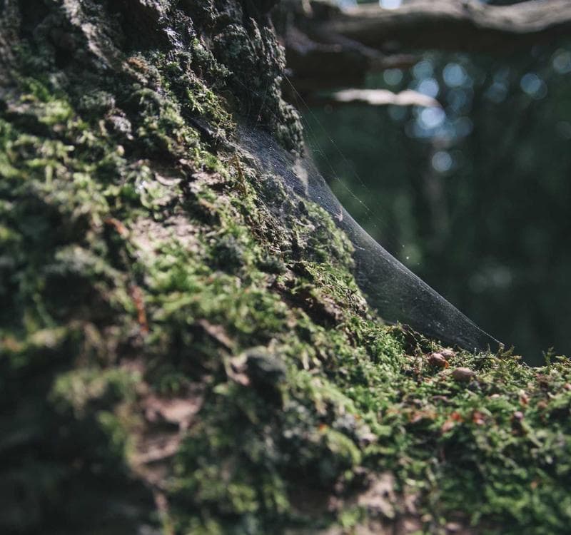 Restaurant Rebranding